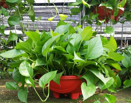 新裝修的辦公室怎么防甲醛？